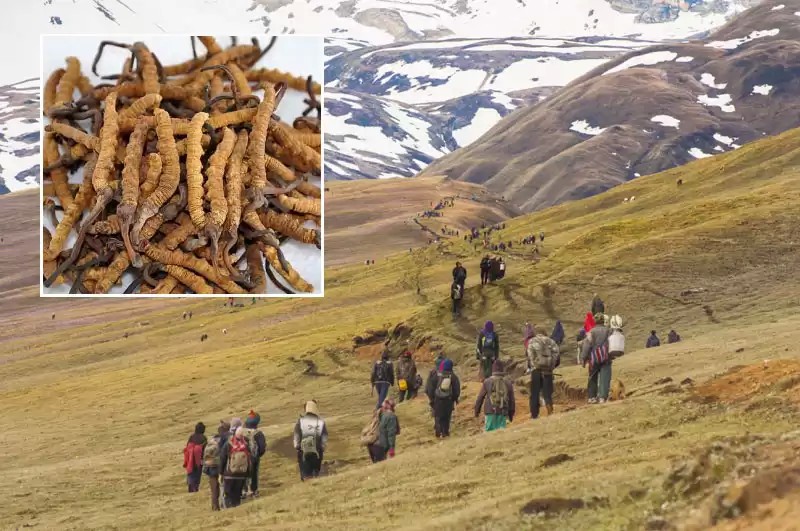दार्चुलामा माथिबाट खसेको ढुङ्गाले लागेर यार्सागुम्बा सङ्कलकको मृत्यु
