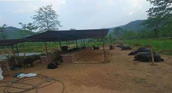 रुकुम पश्चिमको चौरजहारिमा मुर्रा जातको भैंसी फर्म संचालन