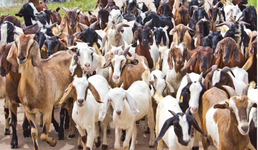 दशैँलाई लक्षित गर्दै आजदेखि उपत्यकामा खसी बोका भित्र्याउदै व्यवसायी