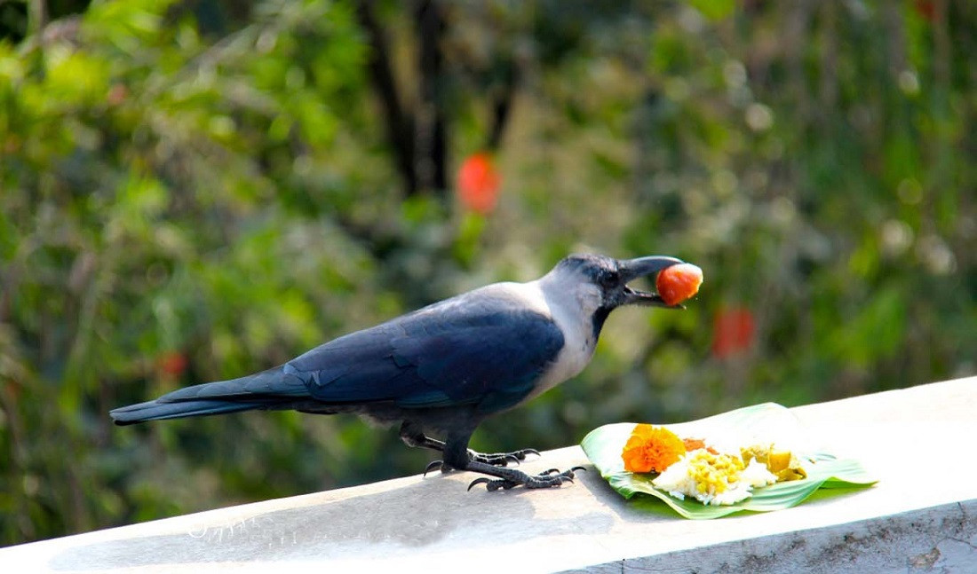 आजदेखि तिहार (यम पञ्चक) प्रारम्भ, पहिलो दिन काग तिहार मनाइँदै