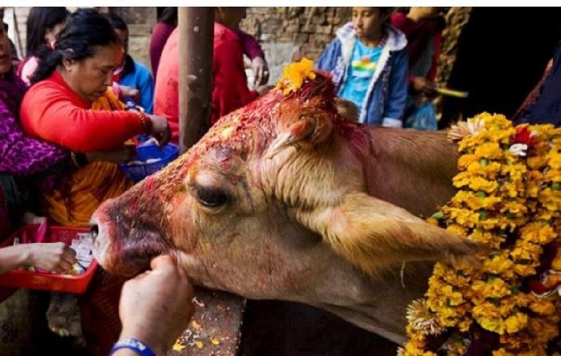 पशुपतिको गौशालामा गाईलाई पूजा गर्नेको घुँइचो