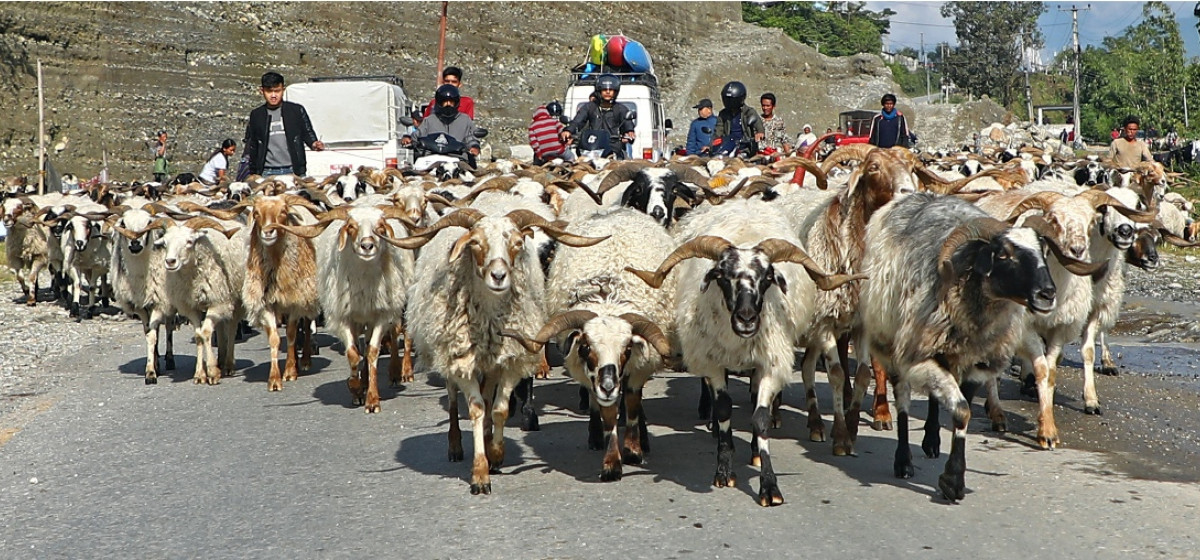 दसैँका लागि ल्याएका भेडाच्याङ्ग्रा तिहारमा पनि विकेनन्