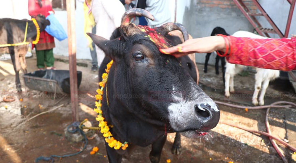 तिहारको चौथो दिन : आज गोवर्द्धन, बली, गोरु र हलि पूजा