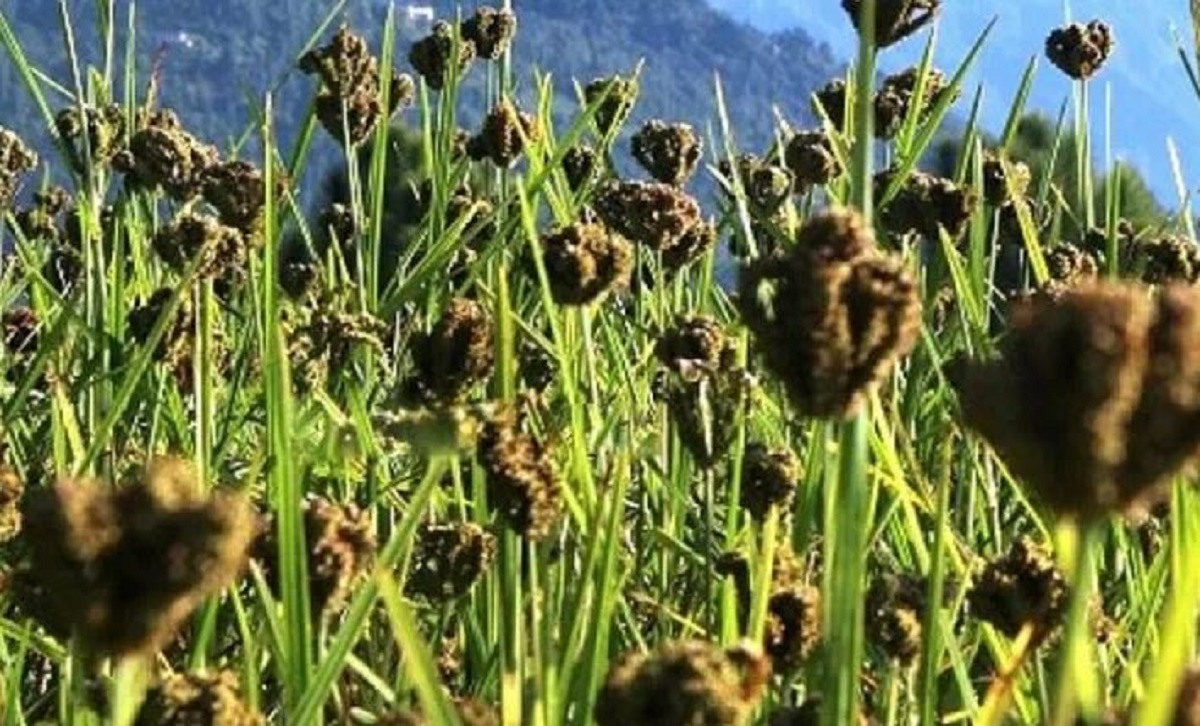 स्वास्थ्यका लागि निकै लाभदायक कोदो, यस्ता छन् कोदो खानुका फाईदाहरु