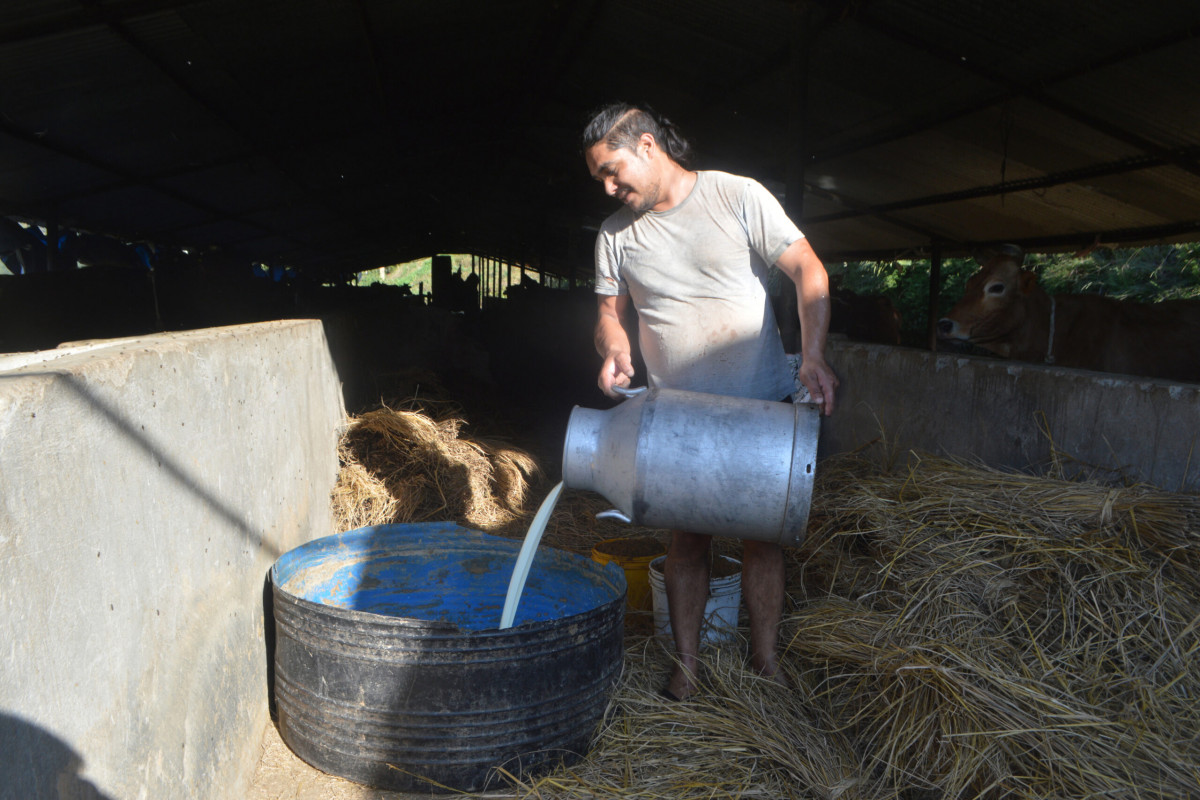 गोरखामा बाहिरबाट दूध आयात : स्थानीय उत्पादनले बजार नपाएपछि खेर फाल्न बाध्य
