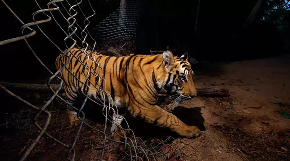 बाघको आक्रमणबाट पर्सामा एक युवकको मृत्यु