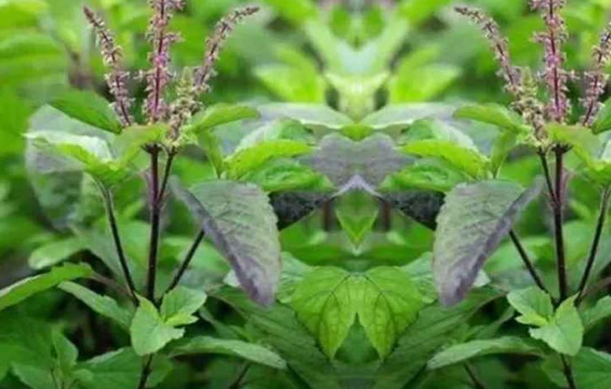 ब्लड प्रेसर लो का लागि निकै लाभदायक तुलसीको पात