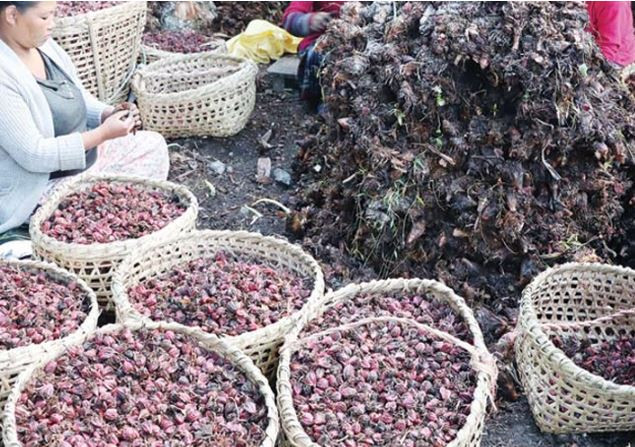 यस वर्षकै उच्च मूल्यमा अलैँचीको कारोबार
