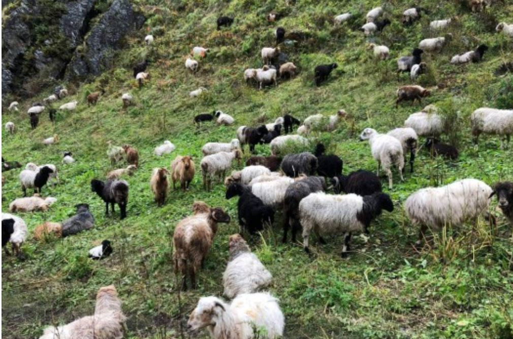  बिमा सँगै भेडाबाख्रा पालन बाट खुसि खोज्दै मुगुका किसान