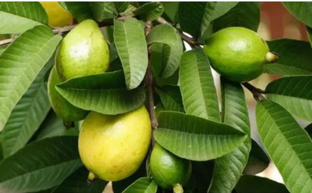 मधुमेहदेखि बिभिन्न रोगका लागि लाभदायक अम्बाको पात