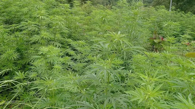 गाँजा वैधानिकताको माग गर्दै काठमाडौंमा प्रदर्शन