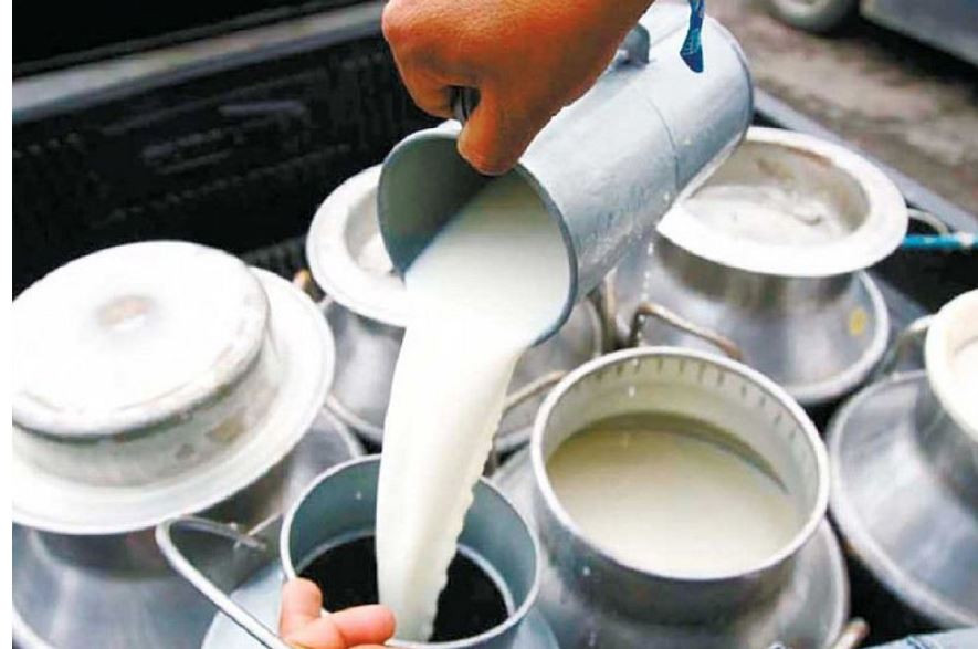  दुग्ध किसानको सम्पूर्ण बक्यौता रकम दशैंअघि भुक्तानी गर्न सरकार असफल