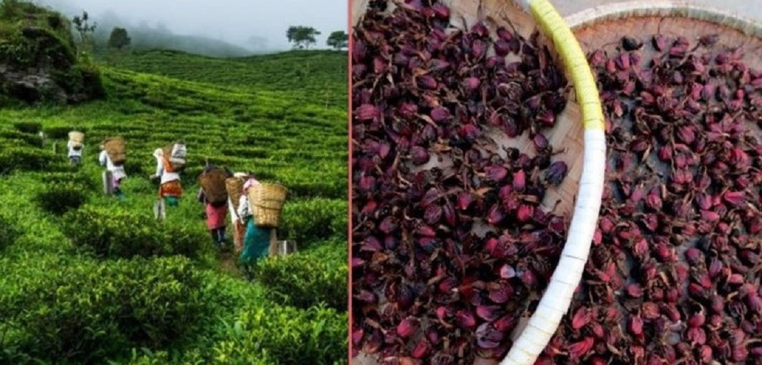  पहिलो त्रैमासिकमा ३६ प्रतिशतले बढ्यो चिया निर्यात, अलैँची घट्यो