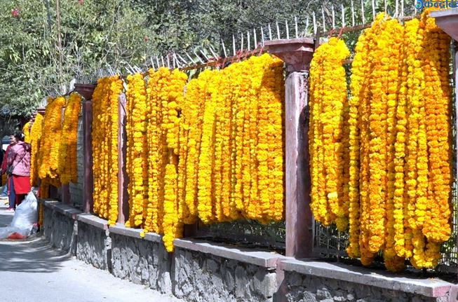 काठमाडौं महानगरभित्रका यी ४६ स्थानमा तिहारका लागि स्वदेशी फूल बेच्न पाइने