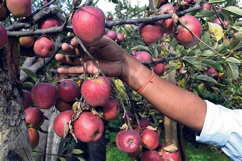  यो वर्ष जुम्लामा २० हजार पाँच सय ११ मेट्रिक टन स्याउ उत्पादन : कृषि विकास कार्यालय