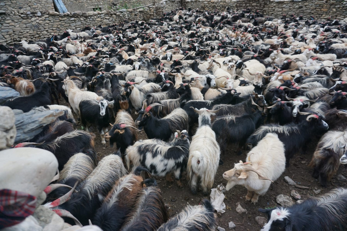 तिहार पर्वका लागि मुस्ताङबाट चार हजार भेडाच्याङ्ग्रा बिक्री