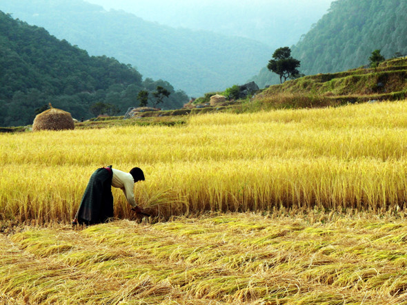 तिहार सक्किएसँगै सानलाई धान भित्र्याउने चटारो 