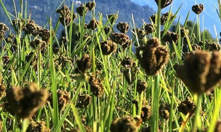 ग्रामीण भेगमा व्यवसायिक कोदोखेती विस्तार 