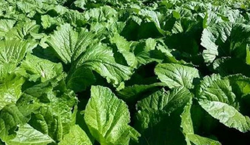 यस्ता छन्, स्वास्थ्यका लागि रायोको साग खानुका फाइदाहरु