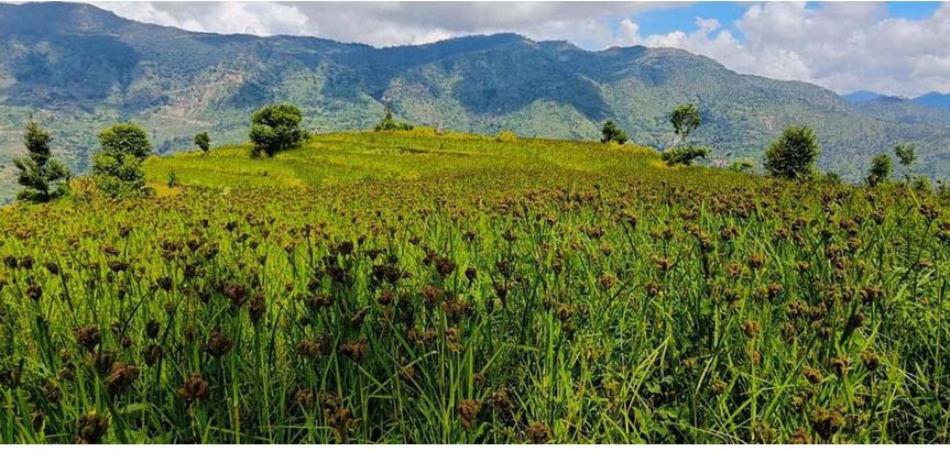 व्यावसायिक कोदोखेतीतर्फ आकर्षित हुँदै किसान, लगाउन छाडे धान–मकै