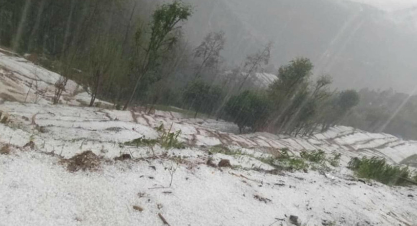 बर्षा र असिनाले कृषिवालीमा क्षति, घोगा लागेको मकै सखाप, मर्कामा परे किसान