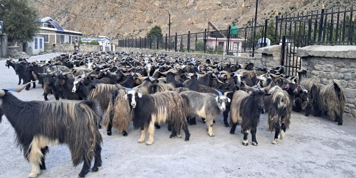 दशैँका लागि मुस्ताङबाट ३५ करोडभन्दा बढी मूल्यका भेडाच्याङ्ग्रा निकासी