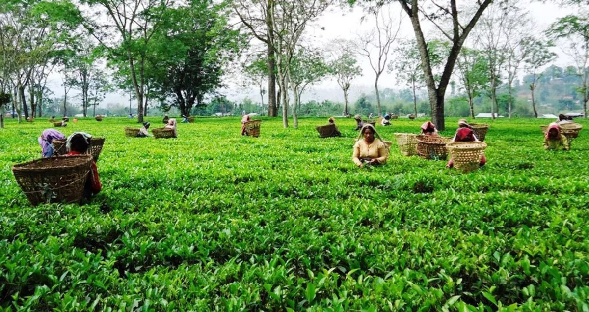 भारतको अवरोधपछि इलामका चिया उद्योग भोलिदेखि बन्द, १२ लाख किलो तयारी चिया अलपत्र